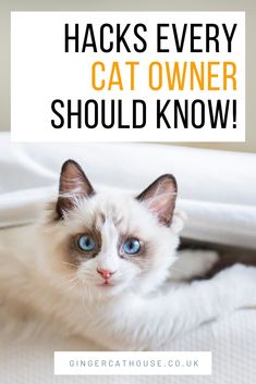 a white cat with blue eyes sitting on top of a bed next to the words hacks every cat owner should know