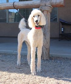 a white poodle standing next to a wooden pole