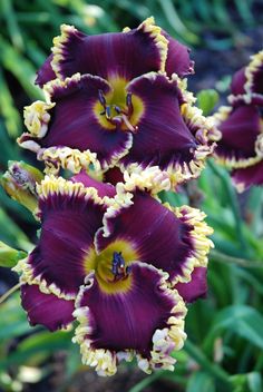 purple and yellow flowers with green leaves in the background