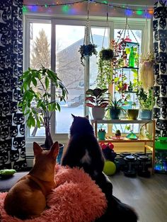 two dogs sitting in front of a window with plants on the windowsill and one dog laying down