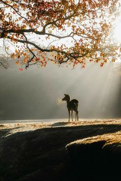 a deer standing under a tree on top of a field