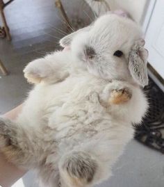 a person holding a small white rabbit in their hand and it's paw up to the camera