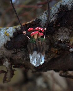 a group of small mushrooms sitting on top of a tree branch next to a rock