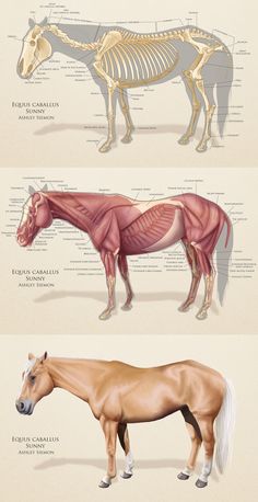 the horse's muscles and skeletal systems are shown in this diagram, which shows how they