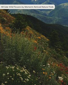 wildflowers on the side of a hill with mountains in the background