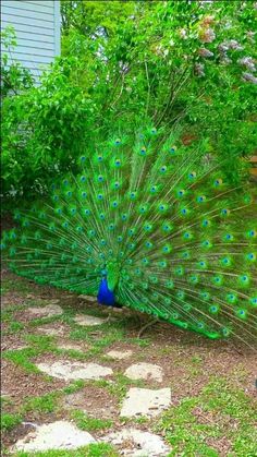 a peacock with its feathers spread out in the yard