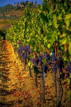 a vineyard with lots of grapes growing on it