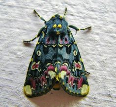 a black and yellow moth sitting on top of a white wall