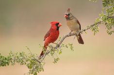 two red birds perched on top of a tree branch next to each other and looking at each other