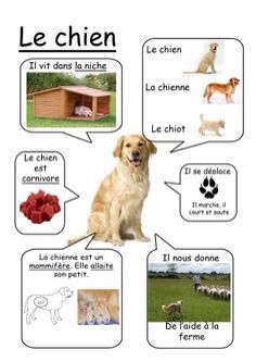 a poster with different types of dogs and their names in french, english or spanish