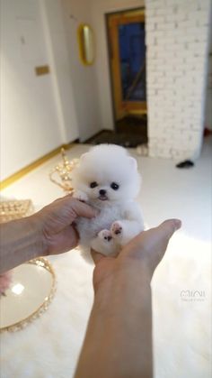 a person holding a small white dog in their hand