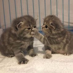 two kittens playing with each other in a cage