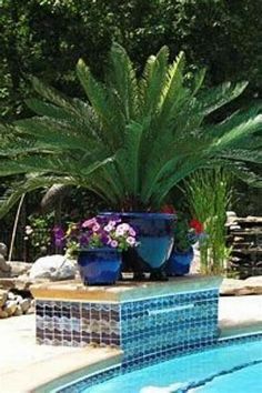 a blue swimming pool with plants in it