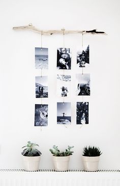 there are many pictures hanging on the wall next to some succulents and cacti