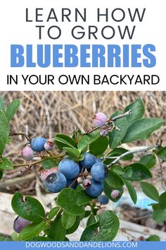 blueberries growing on a tree with text overlay reading learn how to grow blueberries in your own backyard