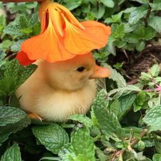 a duckling with an orange flower on its head sitting in some green leaves and flowers