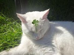 a white cat laying in the grass with a clover on its head and eyes closed