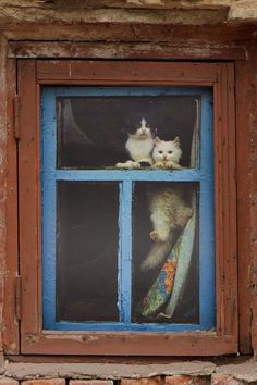 two cats are sitting in the window sill