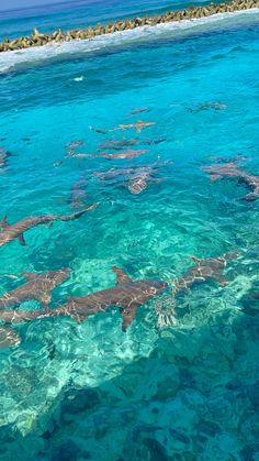 a group of sharks swimming in clear blue water next to an island with corals