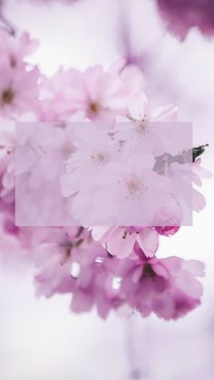 pink flowers are blooming on a branch in the sunlight with a white square overlay