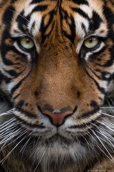 a close up of a tiger's face with green eyes