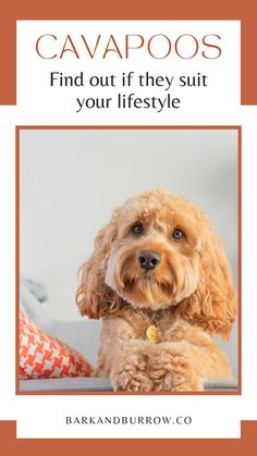 Should you adopt a Cavoodle puppy Cavapoo Dogs, Coat Types, Cavapoo Puppies, Hybrid Dogs, Types Of Coats, Grooming Tools, Dog Breed, Dog Breeds, Tools