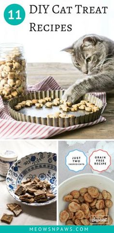 the cat is trying to get some treats out of the dish and put them in their bowl