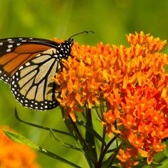 a close up of a butterfly on a flower