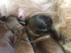 two puppies are curled up in the middle of their mother's napping