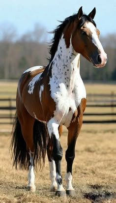 a brown and white horse standing on top of a dry grass field