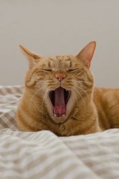 an orange cat yawns while laying on a bed with its mouth open and it's tongue out