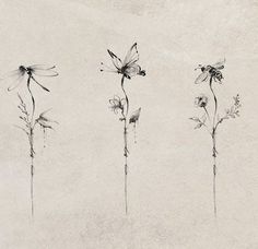 three flowers are shown in black and white with one flower on the left side, while the other is drawn