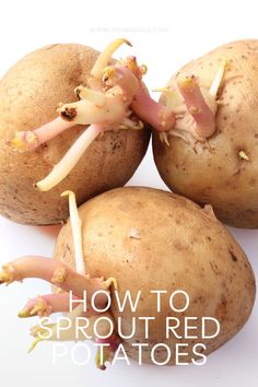 How to sprout red potatoes Potato Gardening, Start Seeds Indoors, Kitchen Gardening, Healthy Potatoes, How To Store Potatoes, Planting Potatoes, Starting A Vegetable Garden, Victory Garden, Starting A Garden