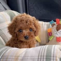 a small brown dog sitting on top of a couch next to a stuffed animal toy