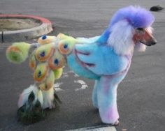 two poodles are standing in the parking lot with stuffed animals on their legs