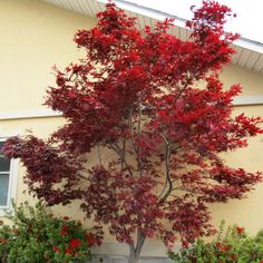 a tree with red leaves in front of a yellow building and shrubbery around it