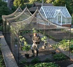 a man standing in the middle of a garden