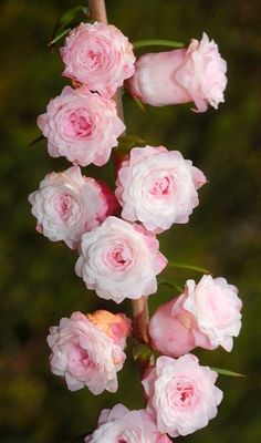 some pink flowers are blooming on a branch