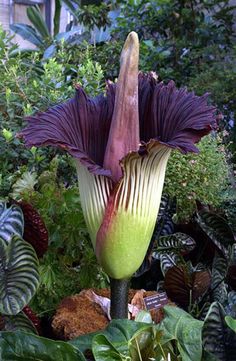 a large purple flower in the middle of some plants