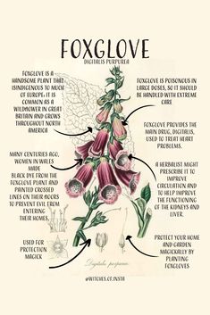 the anatomy of a foxglove flower