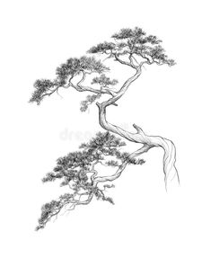 a drawing of a bonsai tree on a white background royalty image - illustration stock