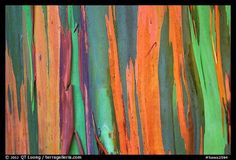 the bark of an eucalyptus tree is multicolored with green, orange and red