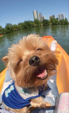 a small dog sitting in the back of a kayak on a body of water