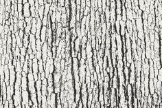 black and white tree bark texture background