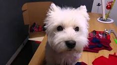 a small white dog sitting on top of a wooden table next to a pile of clothes