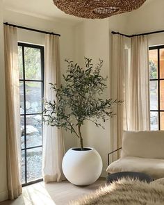 a living room filled with furniture and a potted plant in the middle of the room