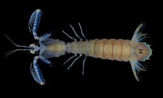 an animal that is standing up on a black background