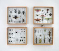 four framed insect specimens in wooden frames on a white wall, each with different types of bugs