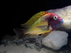 a red and yellow fish swimming in an aquarium with rocks around it's edges