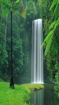 a large waterfall in the middle of a lush green forest